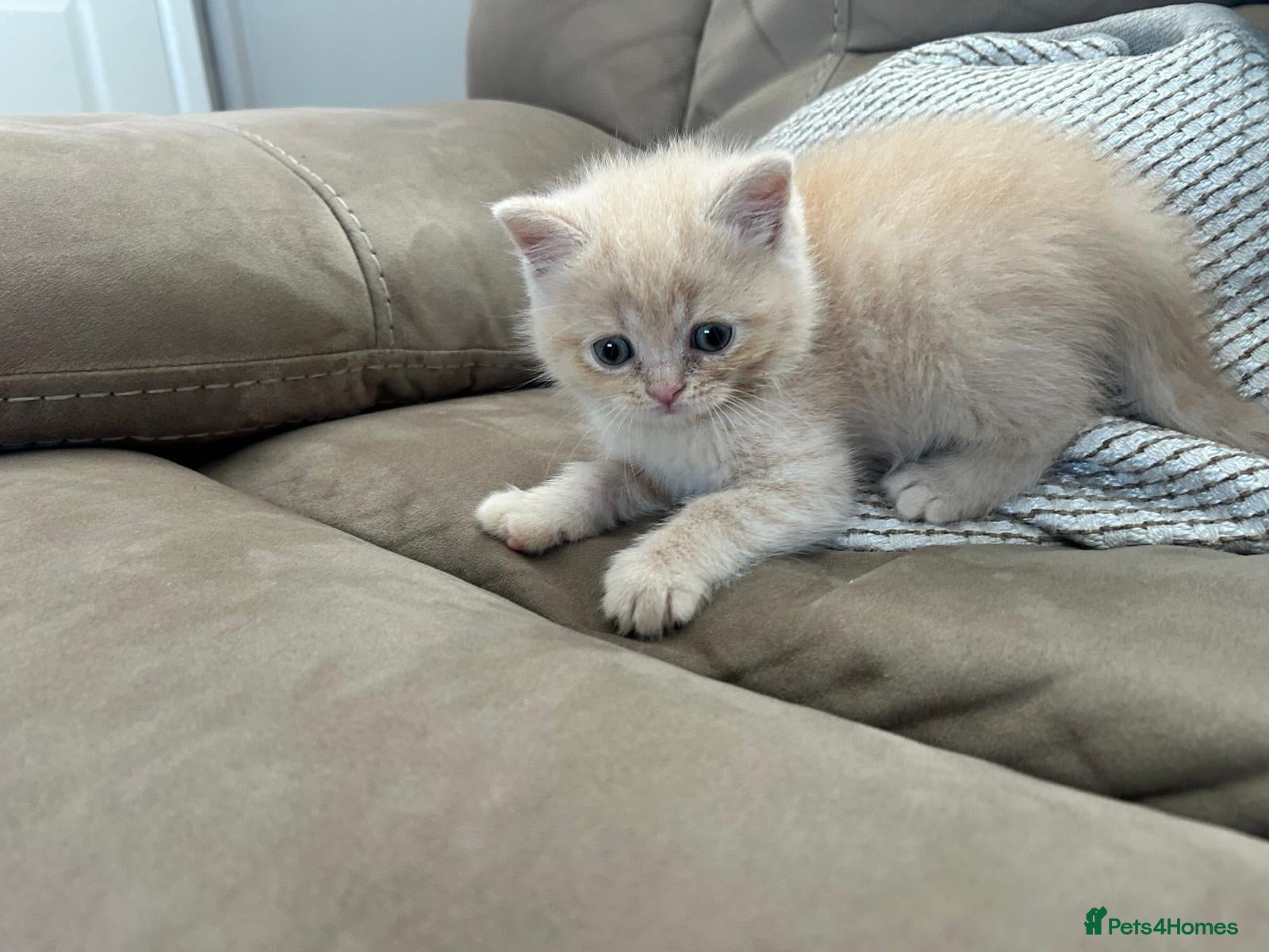 Scottish Fold cats **Last boy left** PUREBRED Scottish fold kittens  - Advert 1
