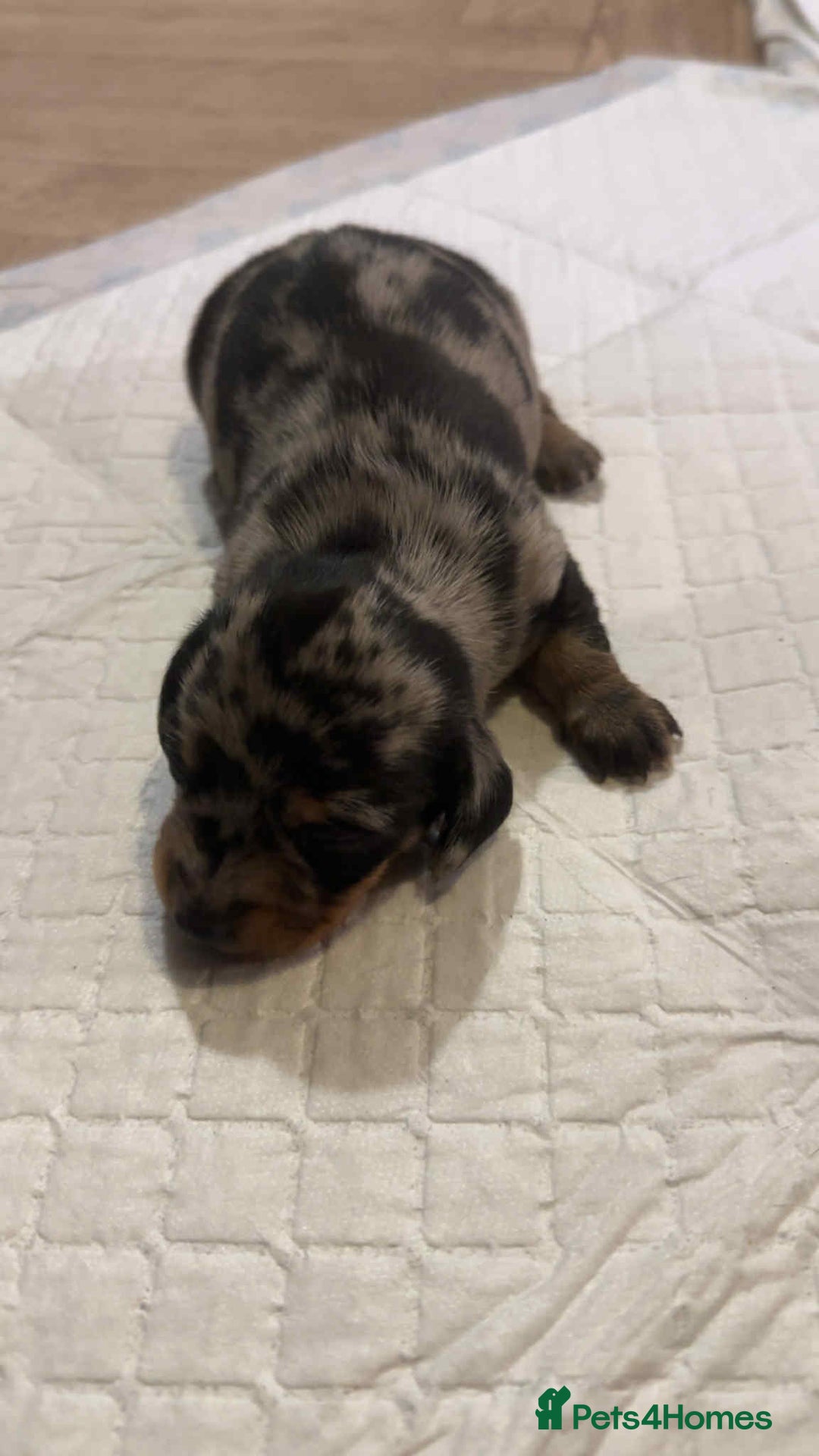 Miniature Dachshund dogs for sale: Miniature daschund puppies - Image 5