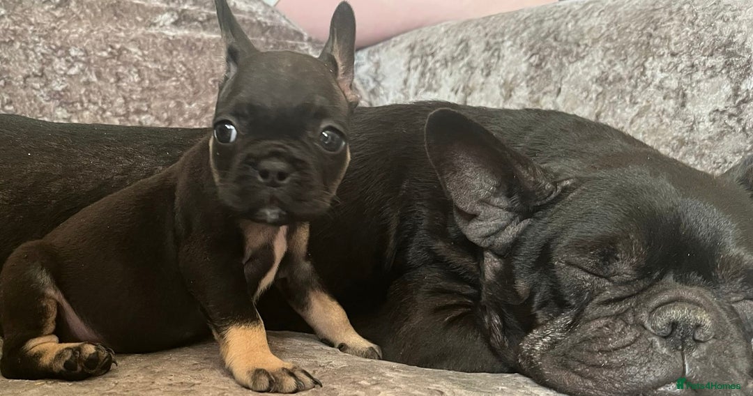 French Bulldog dogs for sale: Beautiful tiny girl Frenchie  - Image 3