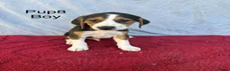 Beagle dogs for sale: Beautiful beagle puppies for sale  - Advert 2