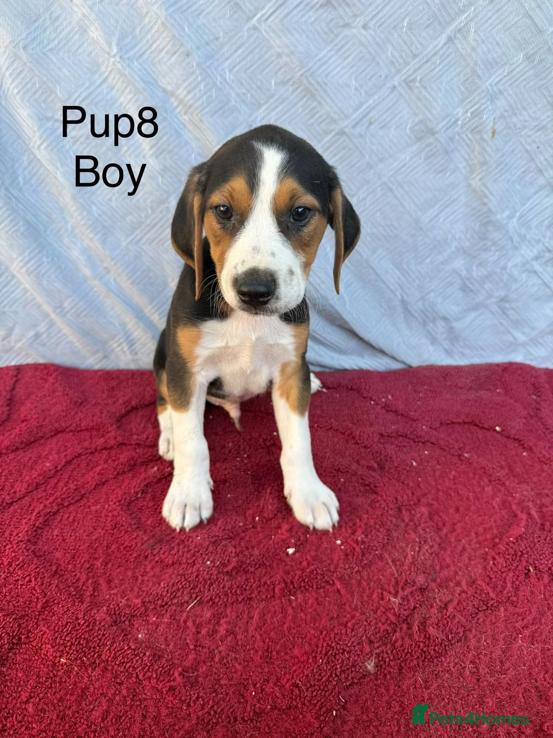 Beagle dogs for sale: Beautiful beagle puppies for sale  - Advert 2