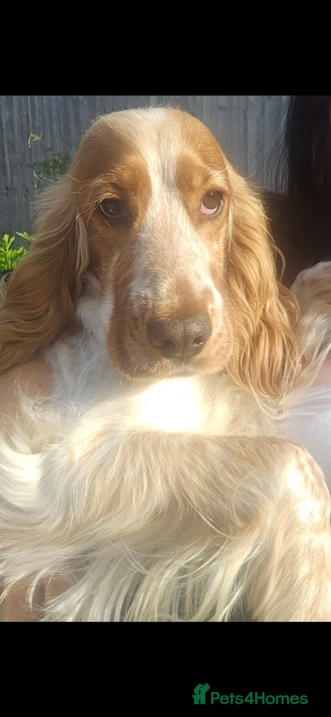 Cocker Spaniel dogs for sale: Beautiful full show cockers  - Advert 2