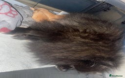 Pomeranian dogs for sale: CHAMPION KENNEL CLUB Pomeranian puppy orange black - Image 16