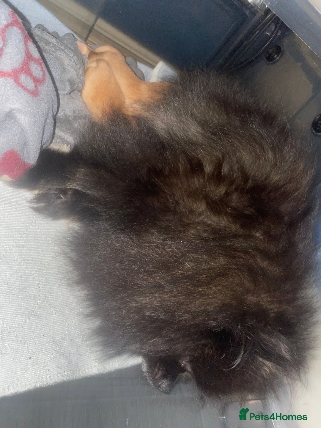 Pomeranian dogs for sale: CHAMPION KENNEL CLUB Pomeranian puppy orange black - Image 16