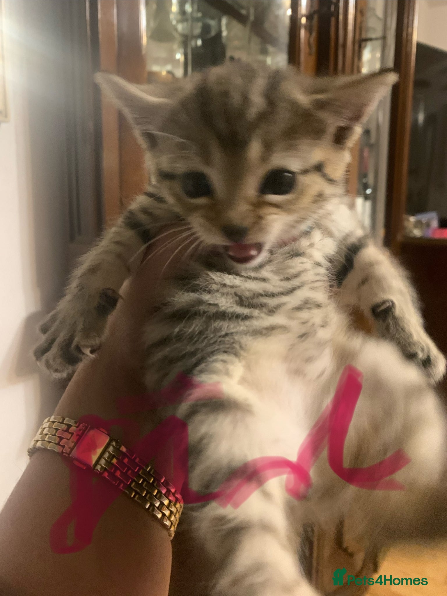 British Shorthair cats Kittens for sale  - Advert 2