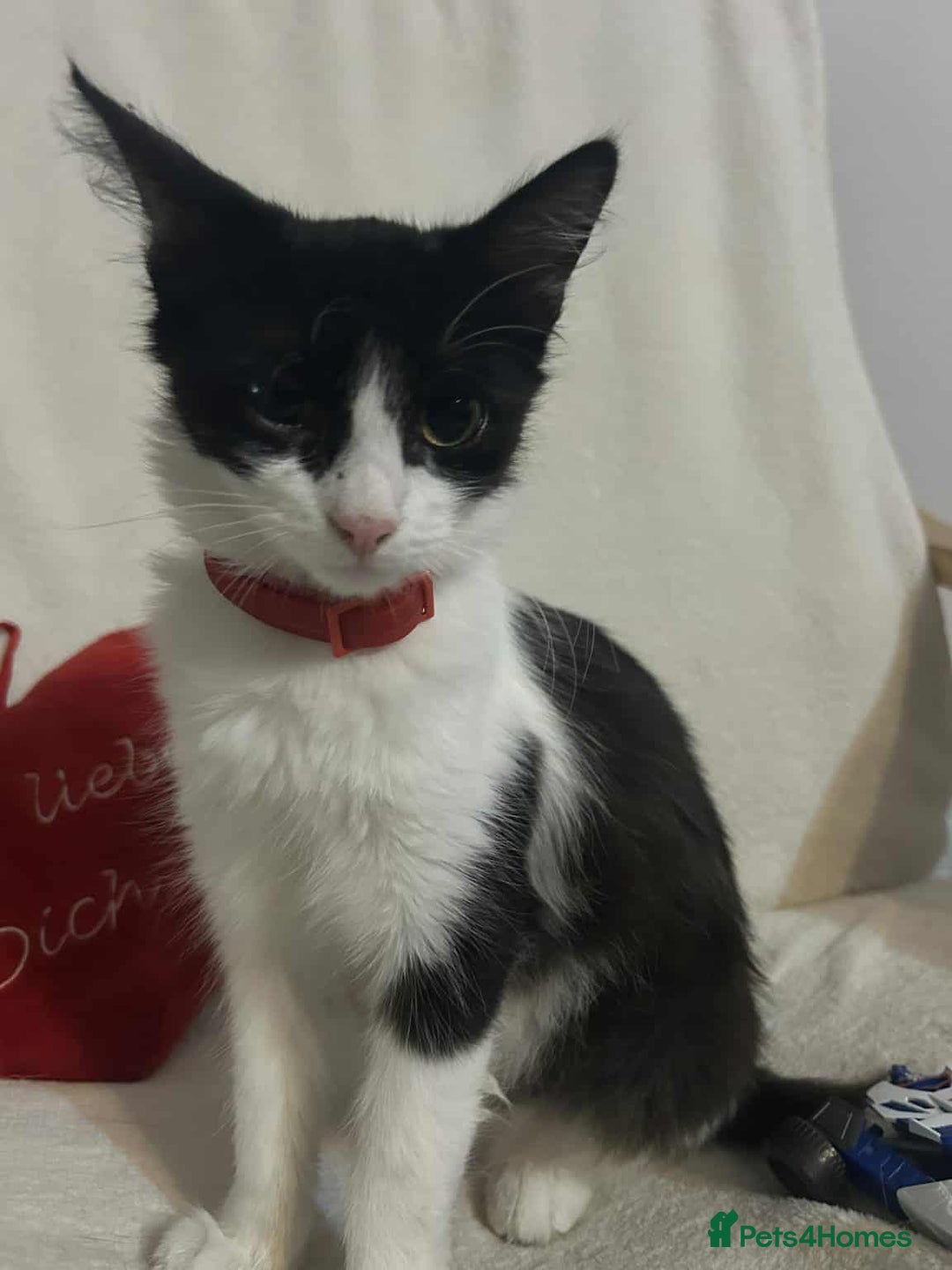 Brazilian Shorthair cats for sale: Beautiful kittens bsh - Image 6