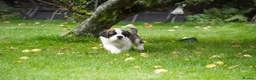 Saint Bernard dogs for sale: Outstanding St Bernard puppies for sale  - Advert 17