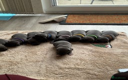 Staffordshire Bull Terrier dogs for sale: Kc registered blue Staffordshire puppies  - Image 6