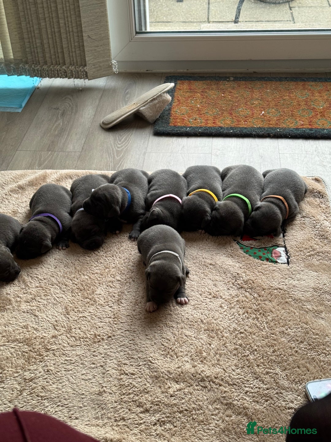 Staffordshire Bull Terrier dogs for sale: Kc registered blue Staffordshire puppies  - Image 6