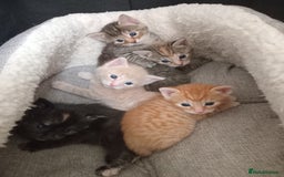 Bengal cats for sale: Ready now Beautiful Bengal kittens  - Image 3