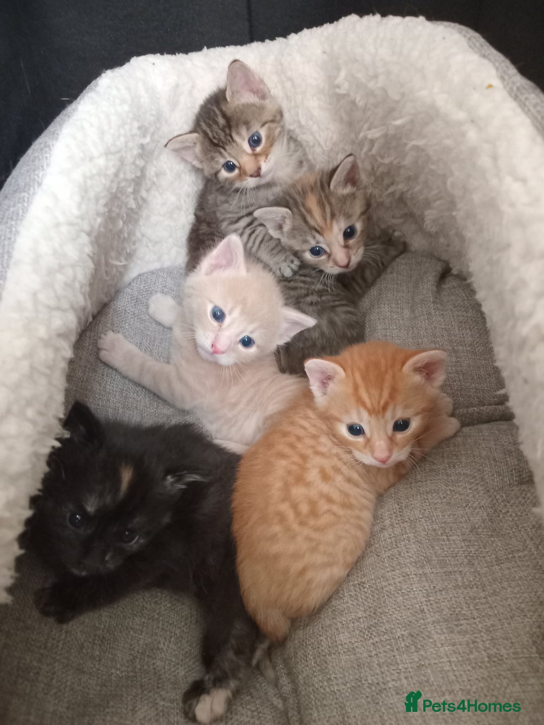 Bengal cats for sale: Ready now Beautiful Bengal kittens  - Image 3