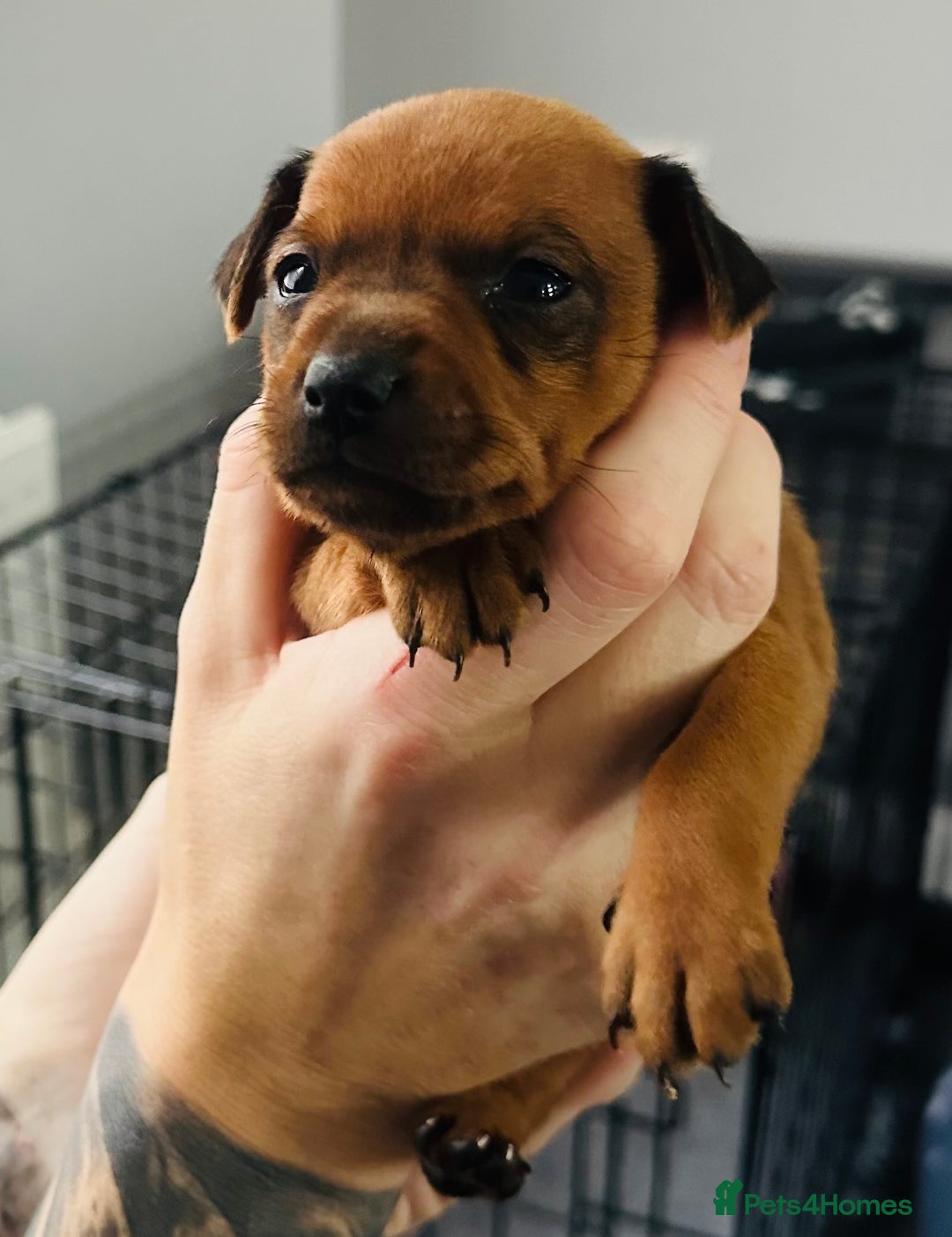 Miniature Pinscher dogs for sale: LAST PUP! Exceptional Miniature Pinscher Puppies - Image 35