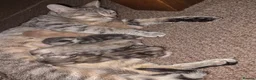Mixed Breed cats for sale: Beautiful Bengal Cross Tabby Kittens  - Advert 1