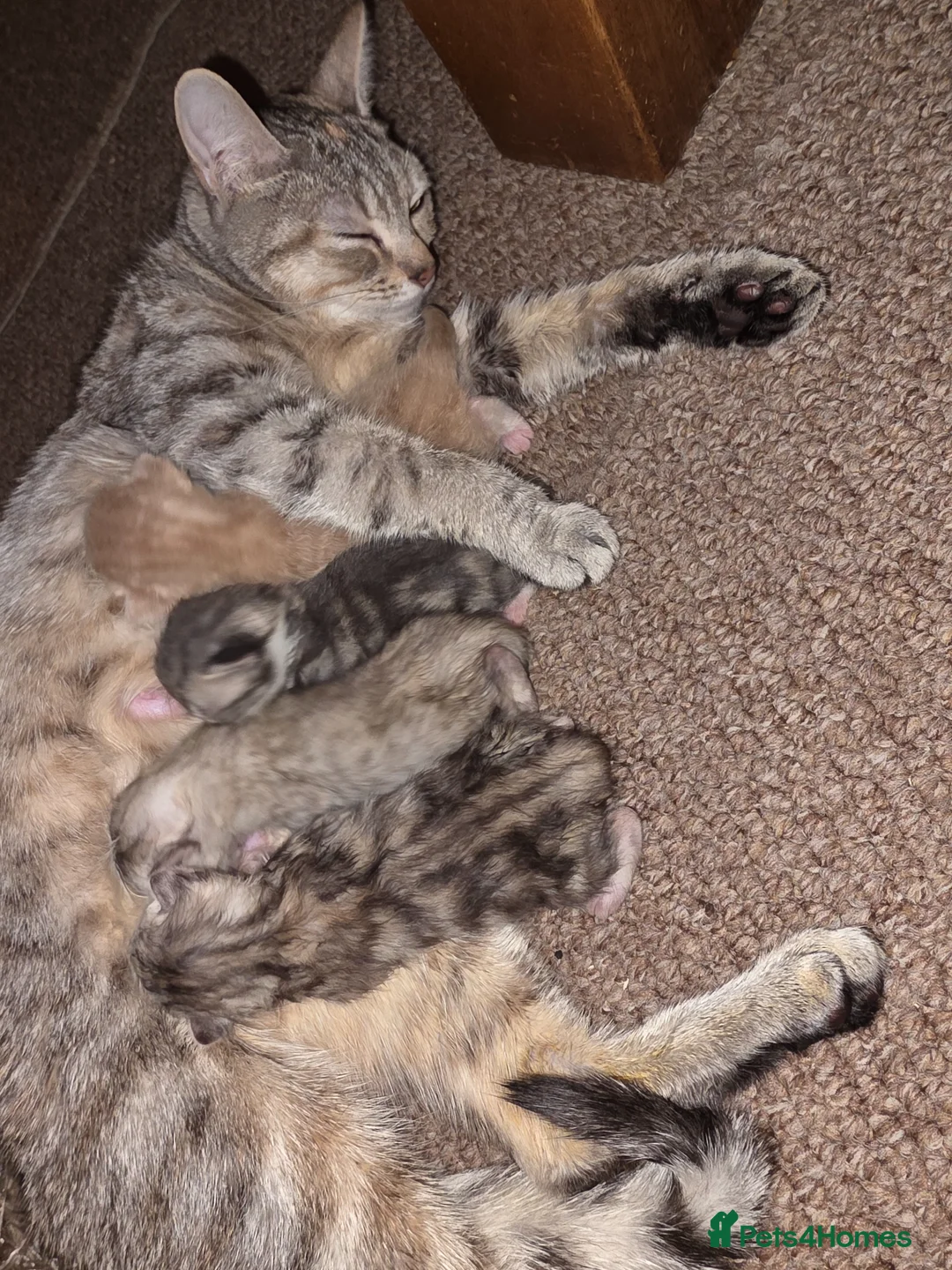 Mixed Breed cats for sale: Beautiful Bengal Cross Tabby Kittens  - Advert 1