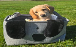 Labrador Retriever dogs for sale: *Beautiful cream labradoodle pups* - Image 7