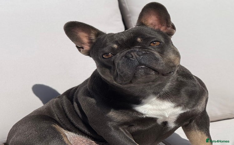 French Bulldog dogs - Advert 6