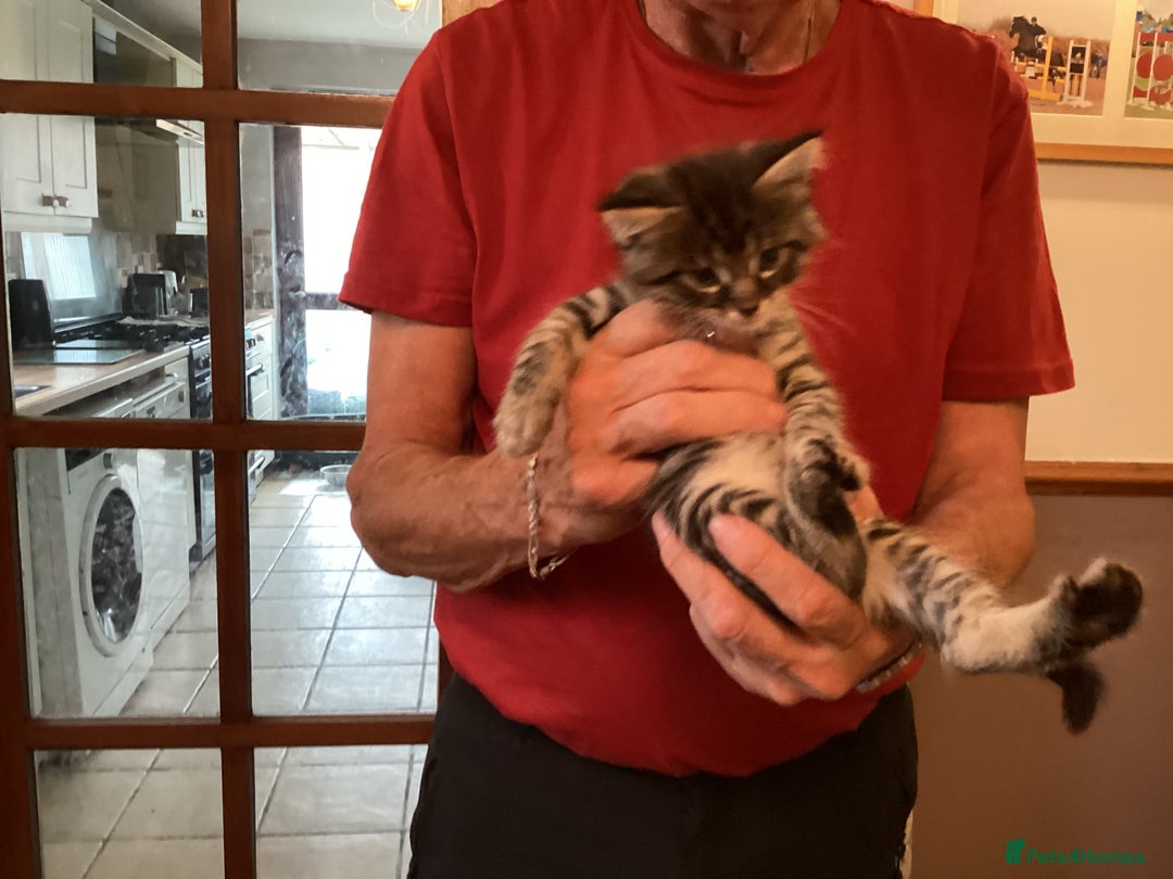 Ragdoll cats for sale: Beautiful Maine Coon, Tabby Cross kittens - Image 7