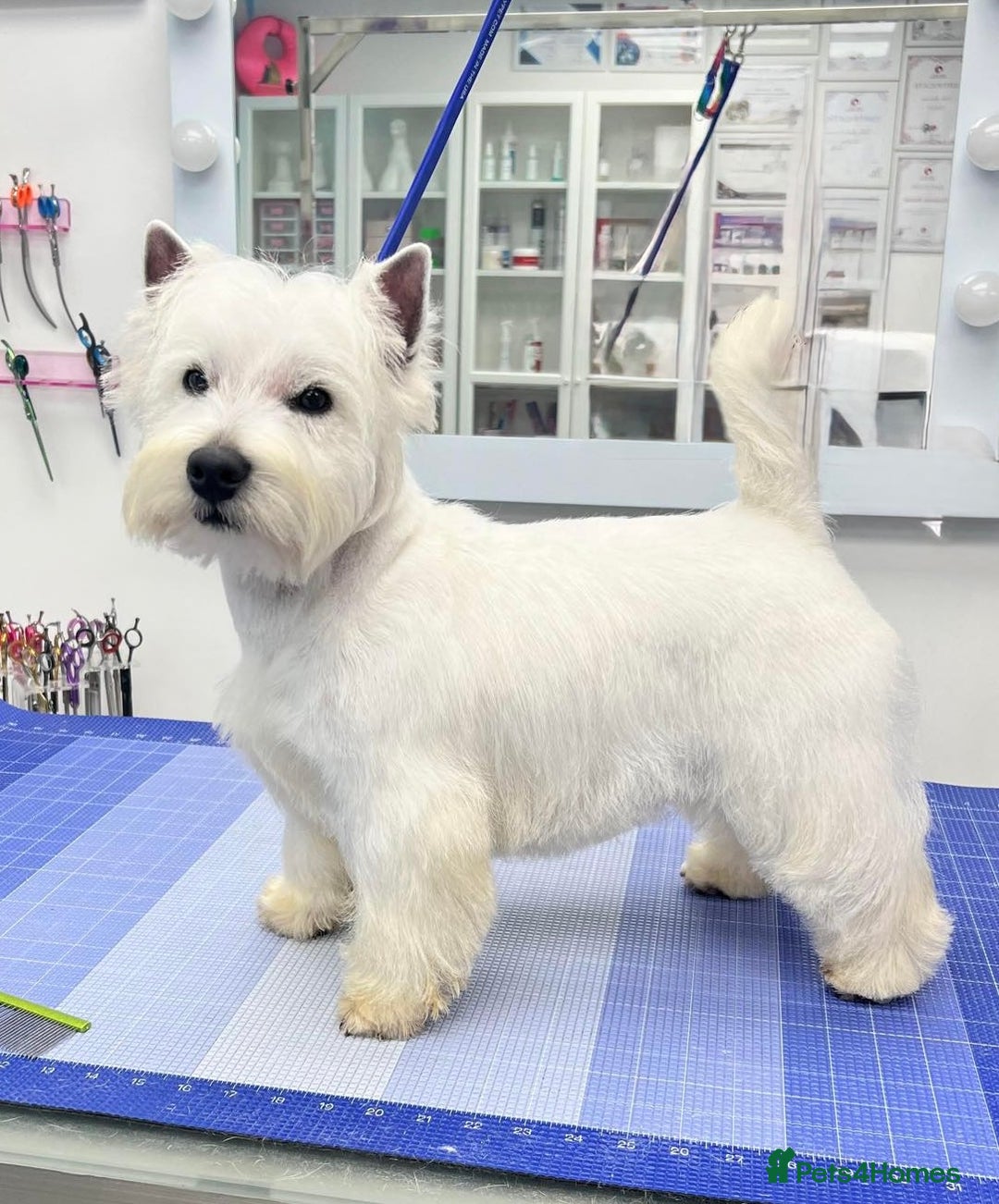 West Highland Terrier dogs for sale: West Highland Terrier pups Dad show bloodlines - Advert 15