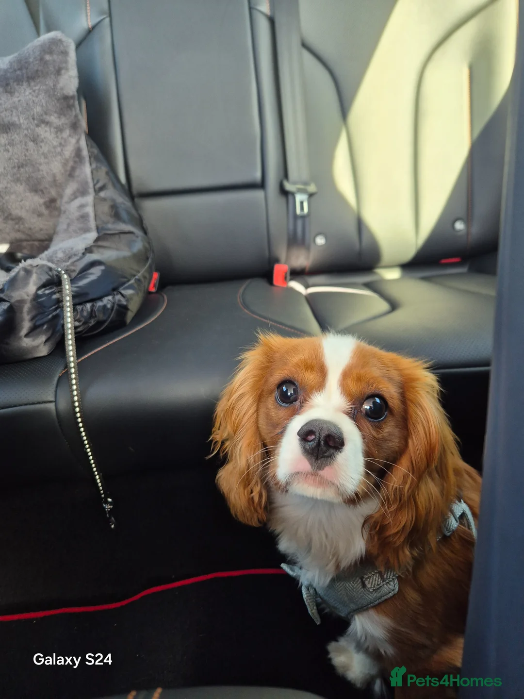 Cavalier King Charles Spaniel dogs for sale: 7 months old king charles cavalier  in Lymm - Advert 2