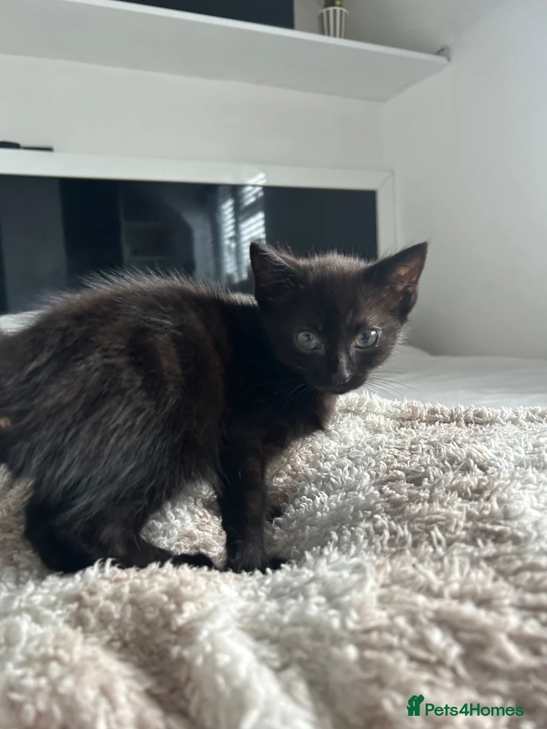 Domestic Shorthair cats for sale: 2 kittens & mother available for rehoming - Advert 6