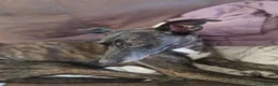 Lurcher dogs for sale: Bull lurcher puppys  - Advert 5