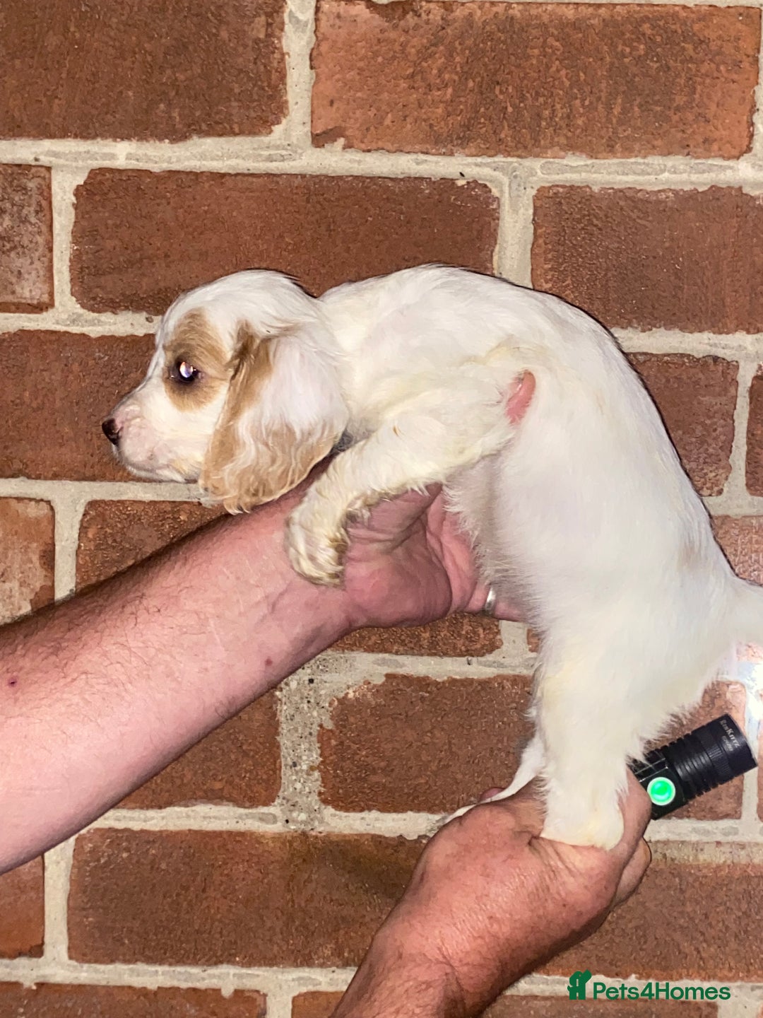 Cockapoo dogs for sale: Beautiful Cockapoo  - Image 2