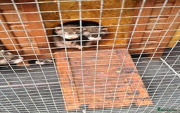 Ferret rodents for sale: 5 hobs - Image 4