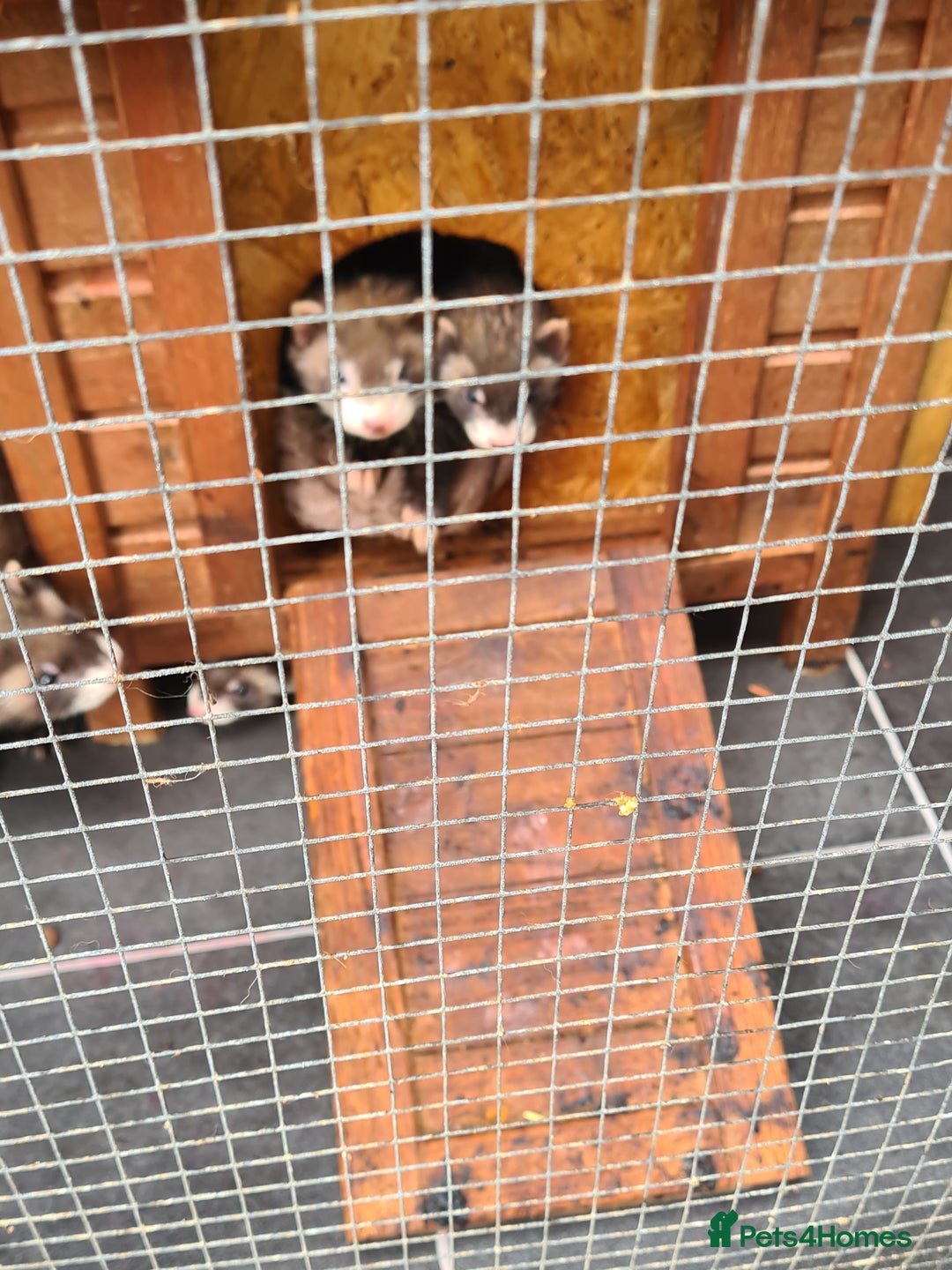 Ferret rodents for sale: 5 hobs - Image 4