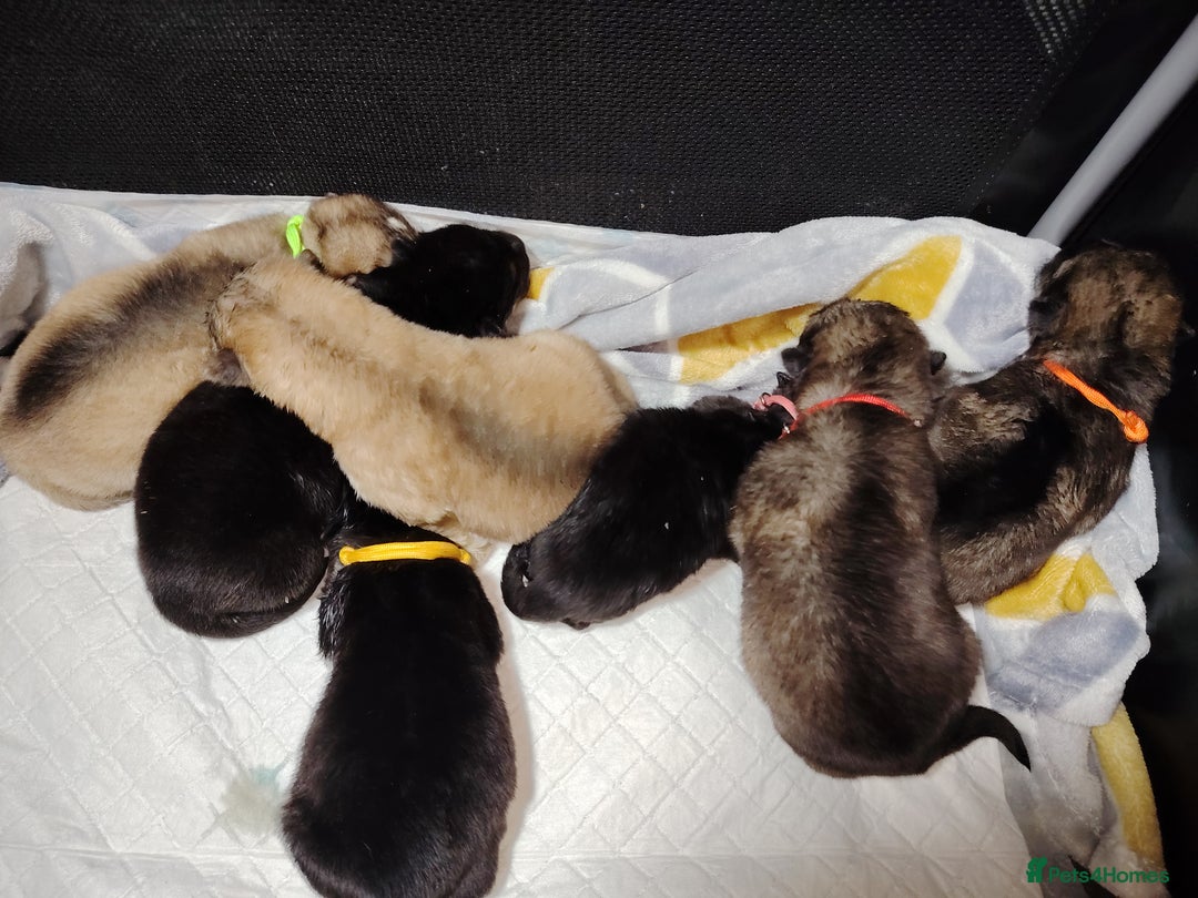 Shepsky dogs for sale: shepsky puppies  - Advert 4