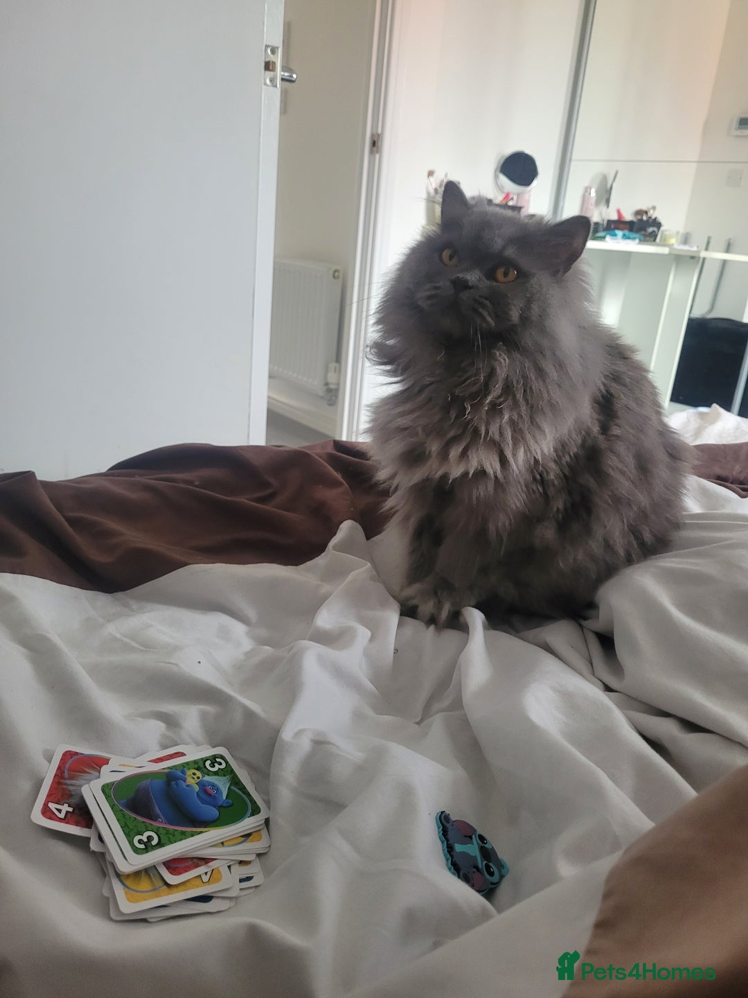 British Longhair cats for sale: Britsh blue long hair  - Advert 1