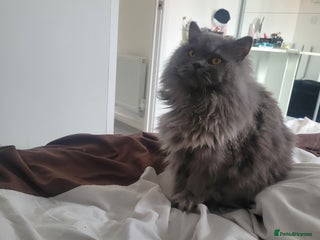 British Longhair cats Britsh blue long hair - Advert 3