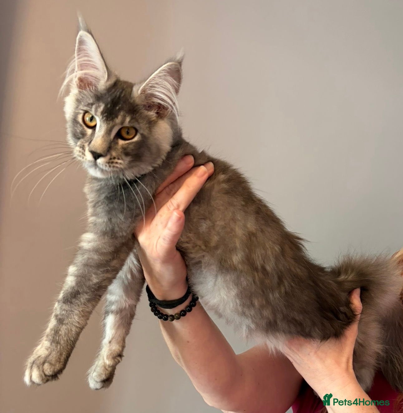 Maine Coon cats Ready Now Quality TICA Maine Coons active possible - Advert 1