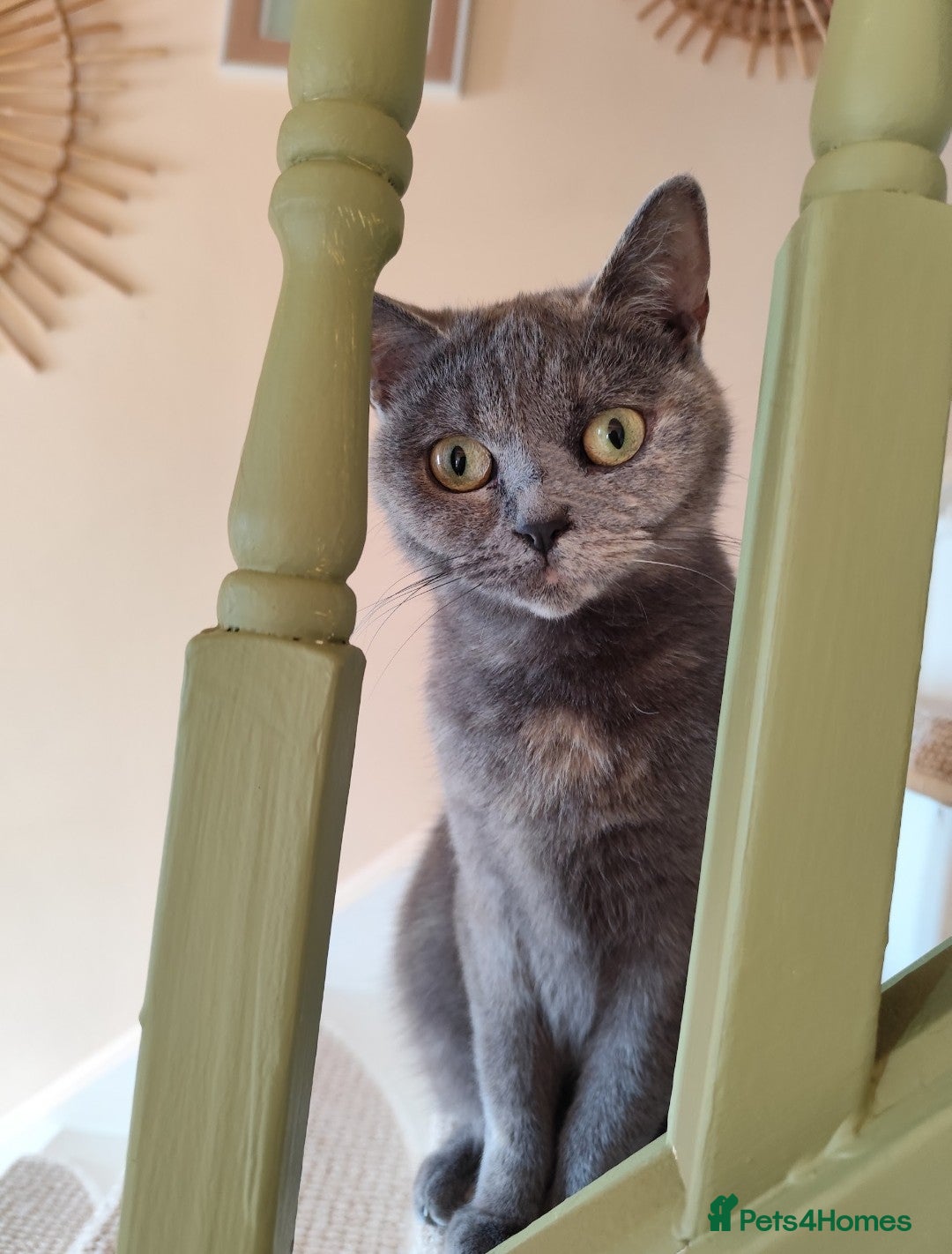 Scottish Fold cats Scottish Fold in need of a loving home  - Advert 14