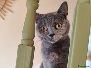 Scottish Fold cats Scottish Fold in need of a loving home - Advert 14