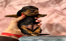 Miniature Dachshund dogs for sale: Beautiful litter of 4 miniature daschunds  - Image 10