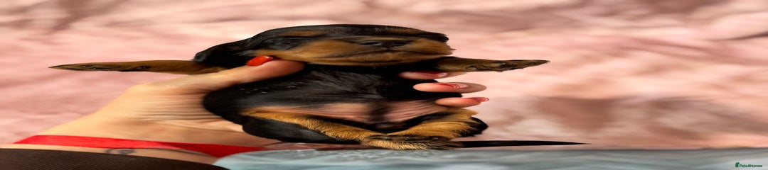 Long haired Black and Tan female 
