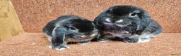 Dwarf Lop rabbits for sale:  Dwarf lops, one boy one girl left .  vaccinated  - Advert 2