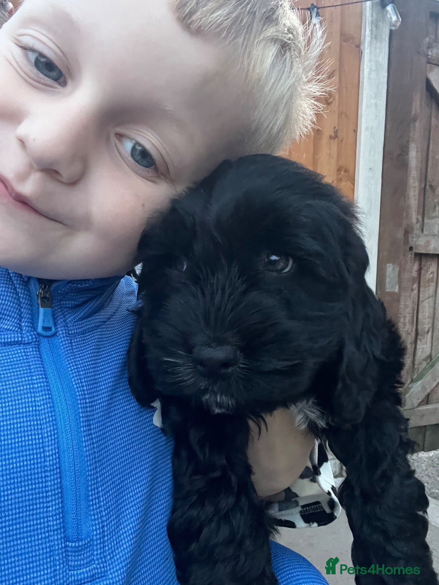 Cockapoo dogs F1b cockerpoo boy - Advert 2
