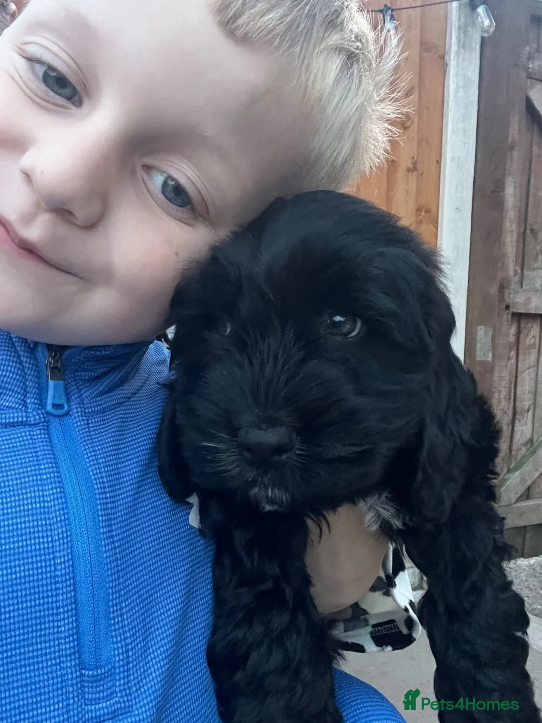 Cockapoo dogs for sale: F1b cockerpoo boy - Advert 2