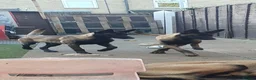 Belgian Shepherd Dog dogs for sale: Malinois! 5generation.ready soon - Advert 15