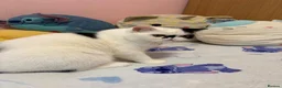 Exotic cats for sale: Black and white exotic boy - Advert 6