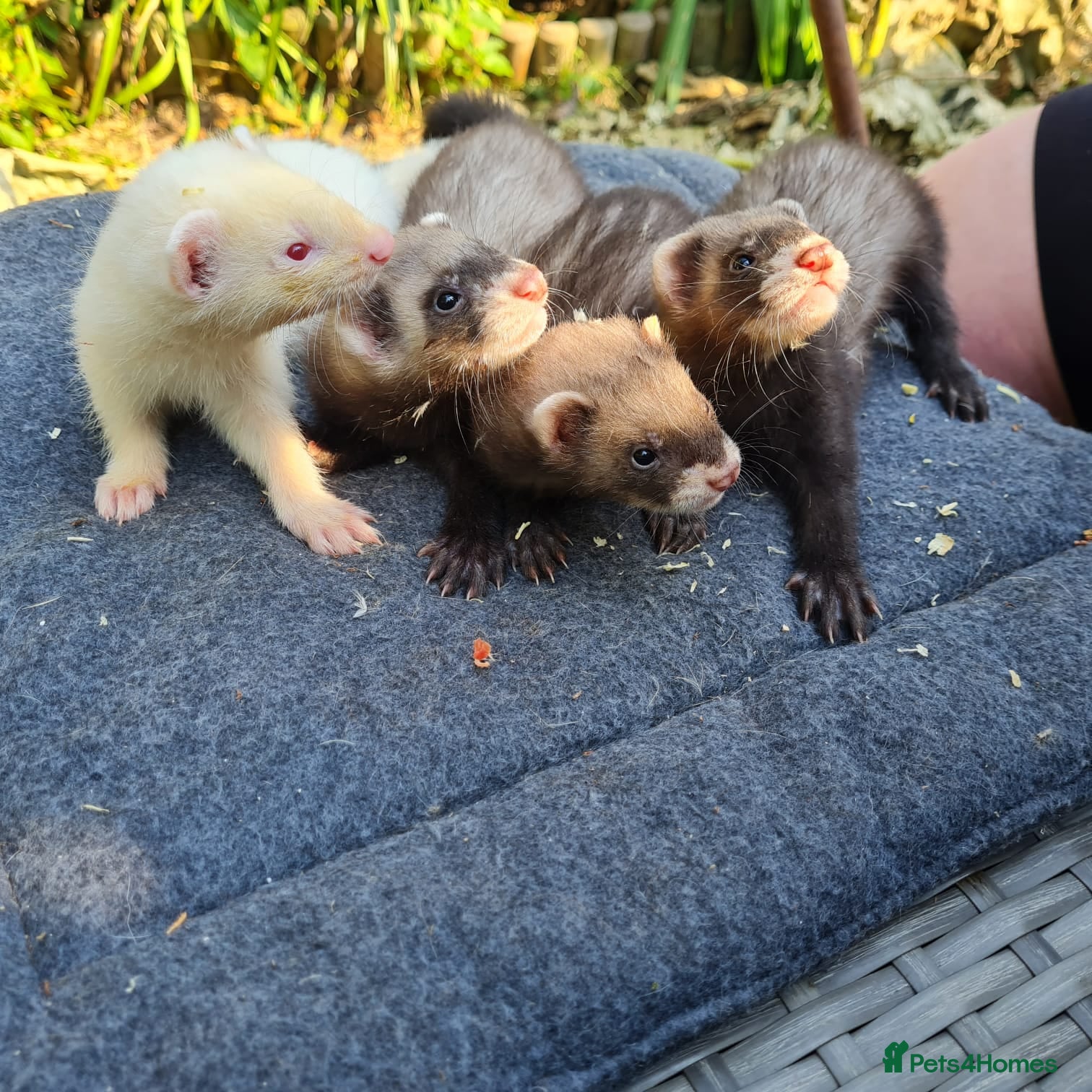 Ferret rodents Ferret kits  - Advert 1