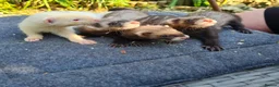 Ferret rodents for sale: Ferret kits  - Advert 1