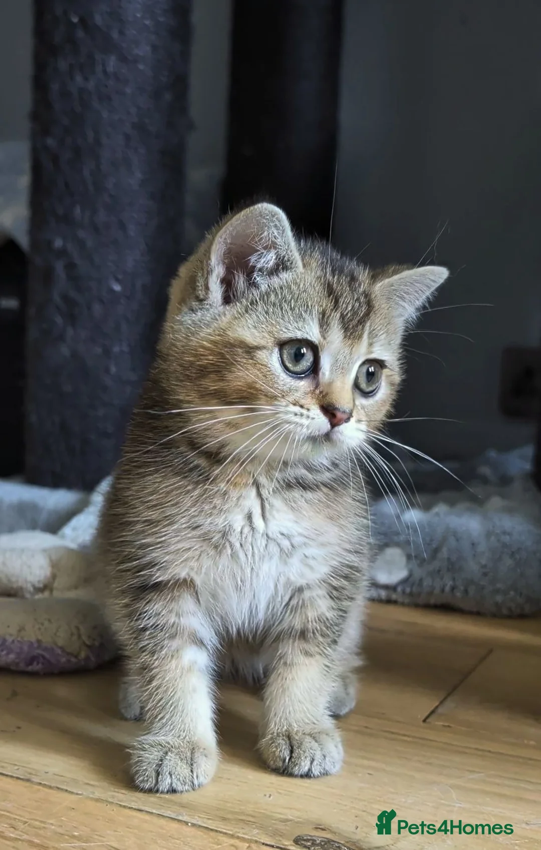 British Shorthair cats for sale: LAST GIRL 💖 BSH 🐾 Golden Chocolate  - Advert 15