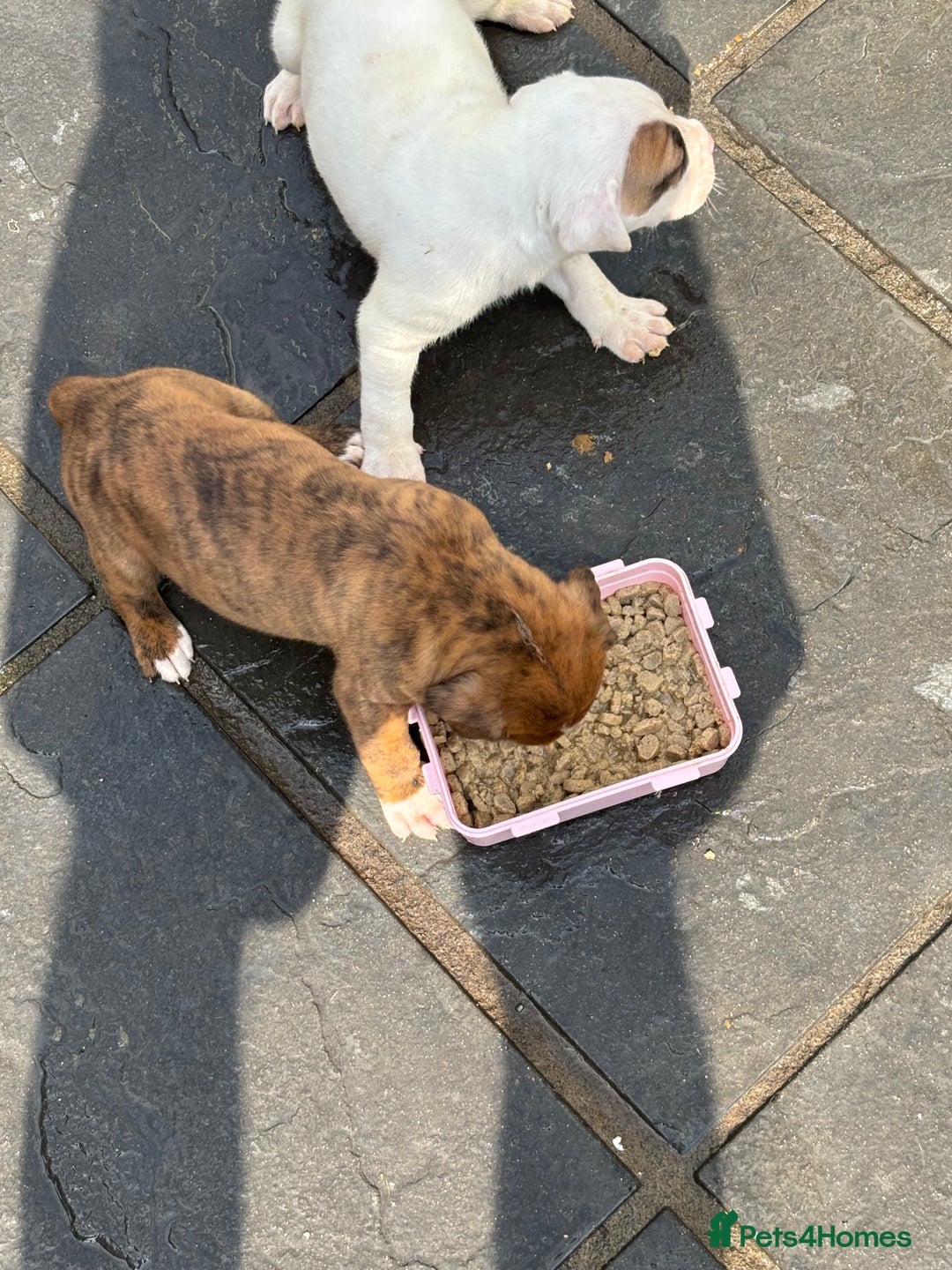 Mixed Breed dogs for sale: French mastiff x American bull dog  - Image 1