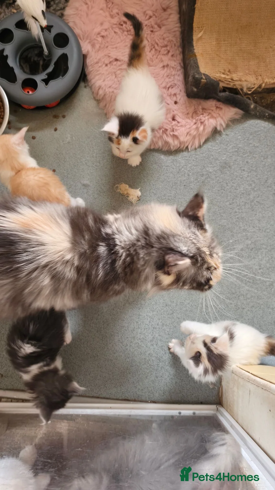 Maine Coon cats for sale: Stunning Maine coon kittens  - Advert 15