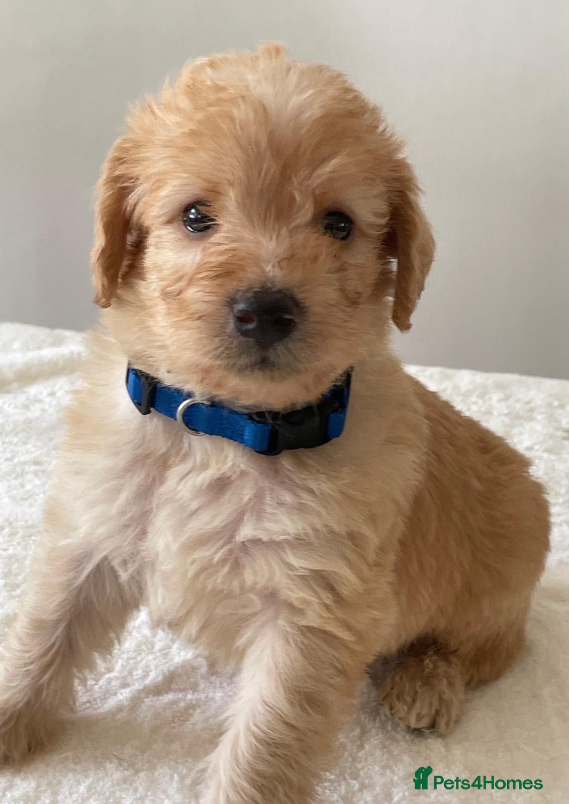 Labradoodle dogs Last few remaining - Miniature merle labradoodles  - Advert 1