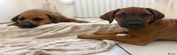 Rhodesian Ridgeback dogs for sale: KC registered, the last girl. The right home. in Portsmouth - Advert 8
