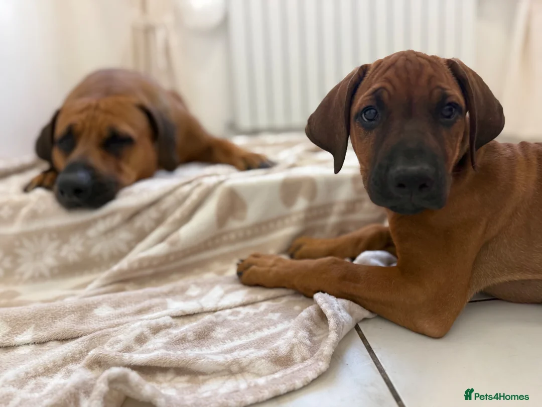 Rhodesian Ridgeback dogs for sale: KC registered, the last girl. The right home. in Portsmouth - Advert 8