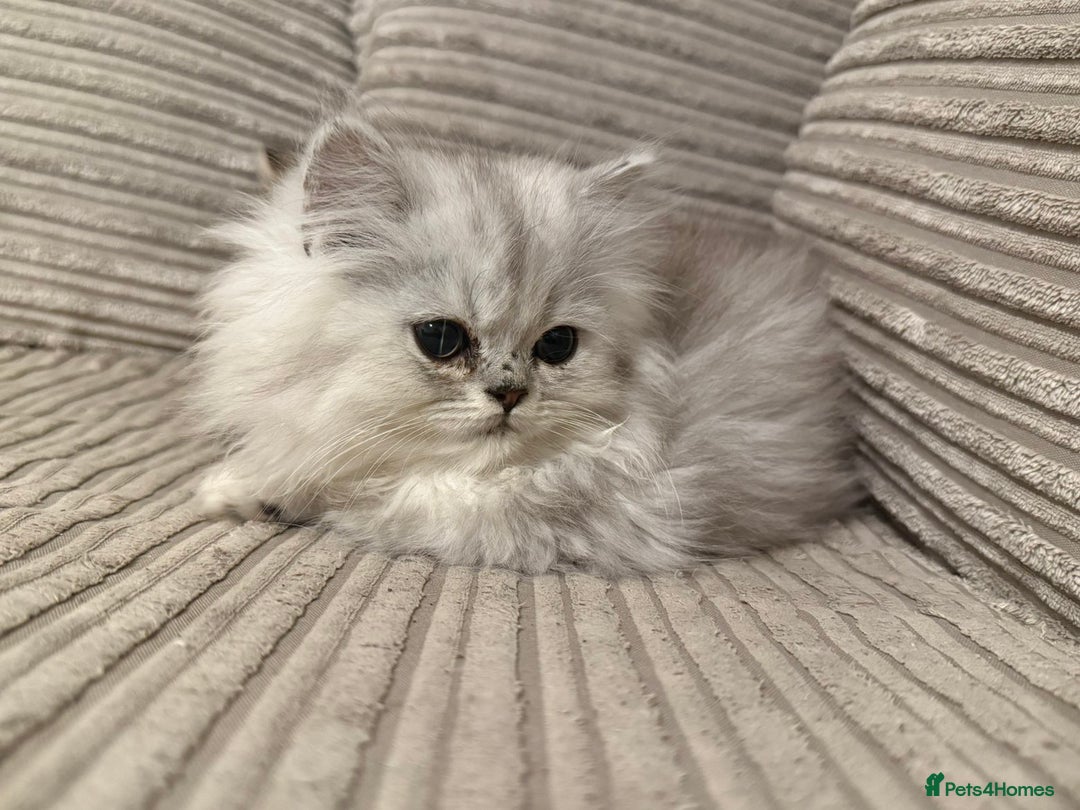 Persian cats for sale: Persian Babies ready to go - Advert 3